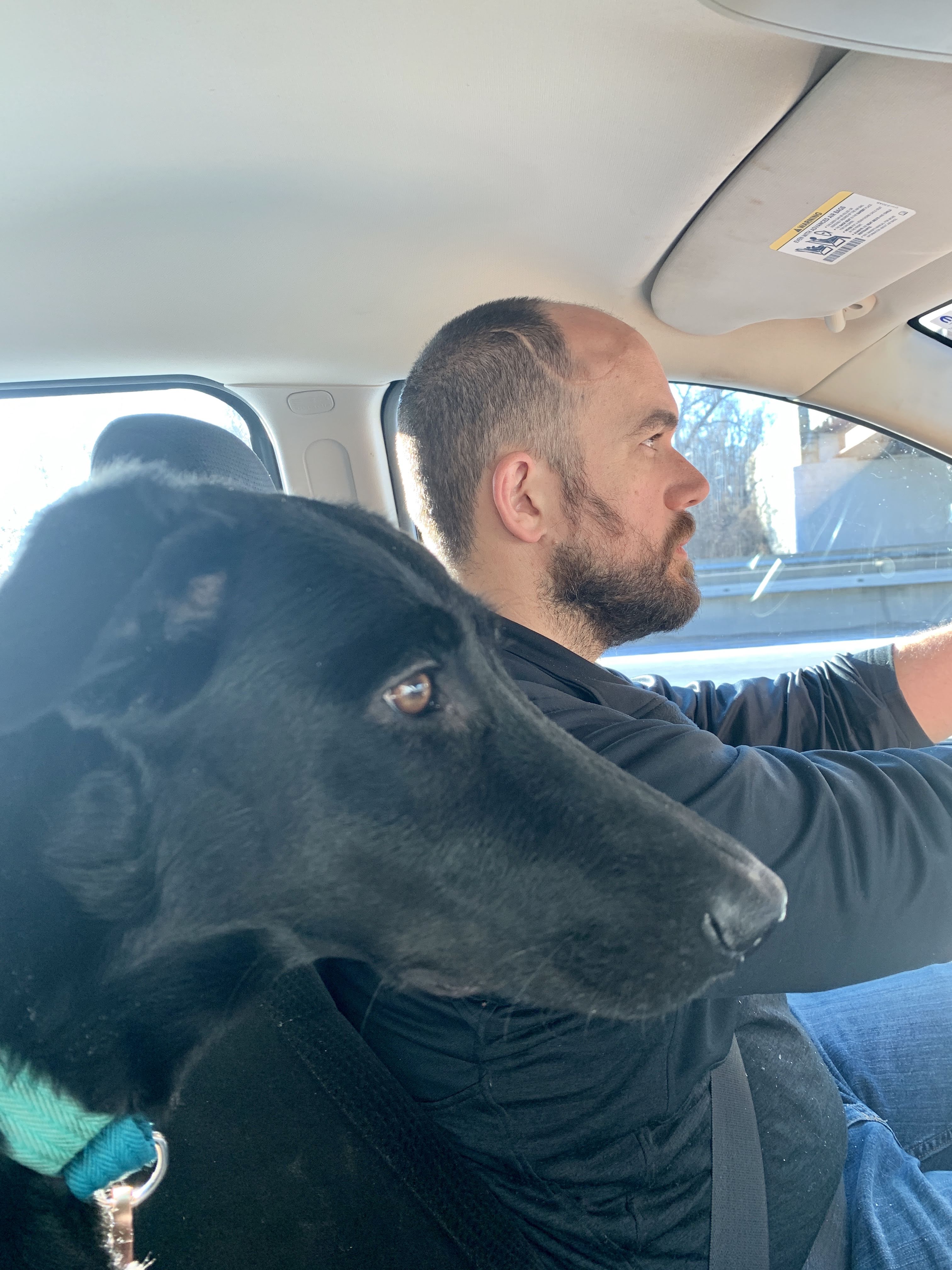 driving puppy